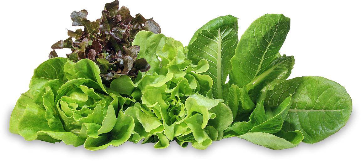 Lettuce-Transparent